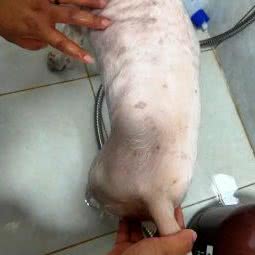 糖果宠物:上海城区宝山区淞南附近