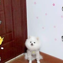 狗仔队宠物沙龙:上海城区宝山区淞南附近