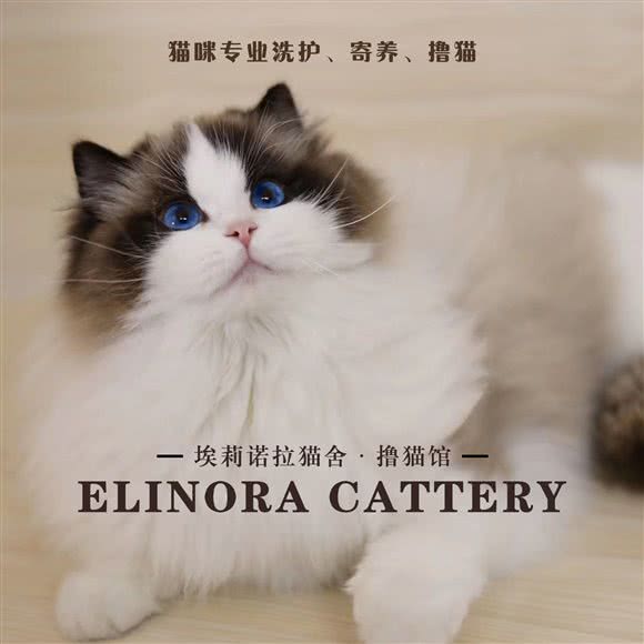 埃莉诺拉猫舍.撸猫馆:上海城区宝山区淞南附近
