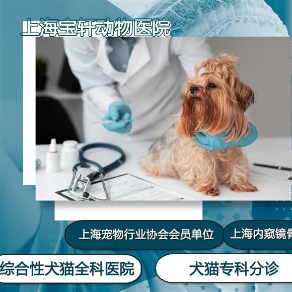 宝轩动物医院犬猫异宠专科:上海城区宝山区淞南附近