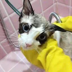 一贝家宠物生活馆:上海城区宝山区杨行镇附近