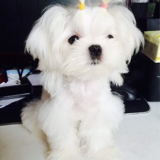 哆咪宠物狗:上海城区宝山区杨行镇附近