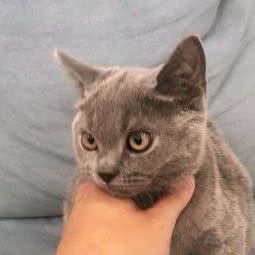 安心宠物店(杨泰店):上海城区宝山区杨行镇附近