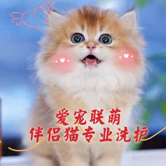 爱宠联萌宠物生活馆:上海城区宝山区杨行镇附近