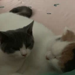 麦田英短猫舍:上海城区宝山区杨行镇附近