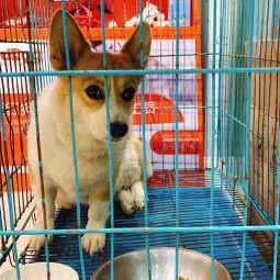 奇奇宠物(塔城东路店):上海城区嘉定区嘉定镇附近