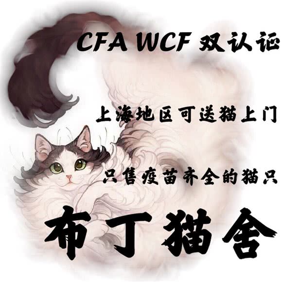 布丁猫舍·布偶猫·矮脚猫·英短猫专售:上海城区嘉定区嘉定镇附近
