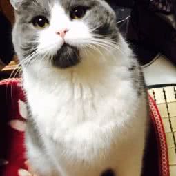 沈小宝猫舍宠物猫寄养:上海城区嘉定区嘉定镇附近