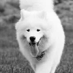 伊甸园宠物火化:北京城区海淀区颐和园附近