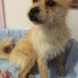 西苑宠物食品店(龙湖星悦荟店):北京城区海淀区颐和园附近