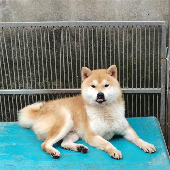永祥犬业柴犬西高地专卖:上海城区嘉定区梅川路步行街附近