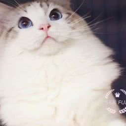 甜甜私房CFA猫舍:上海城区嘉定区梅川路步行街附近