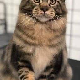 贝宠儿 宠物店:上海城区嘉定区南翔附近