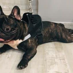 派多格(武威路分店):上海城区嘉定区南翔附近