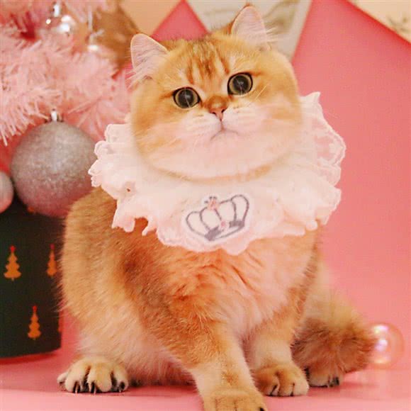 Oscat奥斯卡猫·猫舍(万柳书院店):北京城区海淀区万柳附近