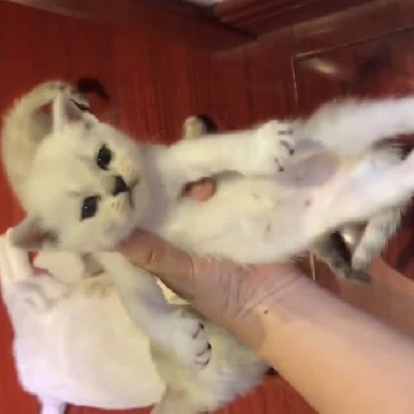 银渐层:上海城区嘉定区南翔附近