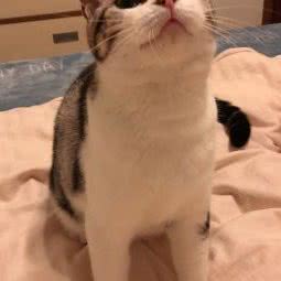 Anna宠物猫舍:上海城区嘉定区南翔附近