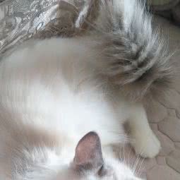 Mia家的布偶猫舍:上海城区嘉定区南翔附近