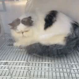 小佩宠物(万立城店):上海城区嘉定区安亭镇附近