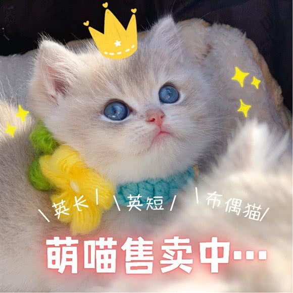 樱花喵·布偶金渐层猫舍:上海城区嘉定区安亭镇附近