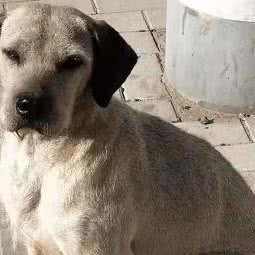 PET宠物火化殡葬·骨灰饰品定制服务中心:北京城区海淀区万柳附近