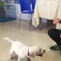 糖果宠物(墨玉路店):上海城区嘉定区安亭镇附近