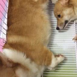 叮咚家柯基宠物生活馆:上海城区嘉定区安亭镇附近