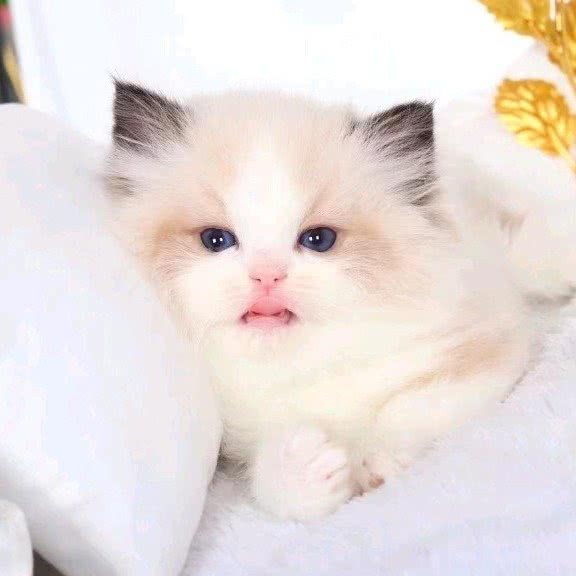 君悦名猫生活馆:上海城区嘉定区安亭镇附近