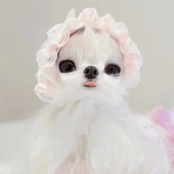 缪斯爱宠生活馆:上海城区嘉定区江桥附近