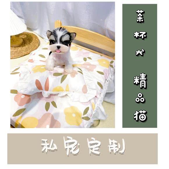 爱诺家私宠定制·茶杯犬·精品猫:上海城区嘉定区江桥附近