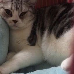 撸猫吧:上海城区嘉定区江桥附近