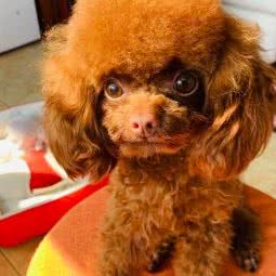 Meet Dog美狗岛:上海城区嘉定区江桥附近