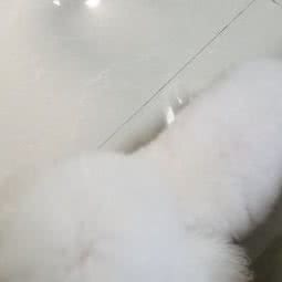 510宠物生活馆:上海城区嘉定区江桥附近