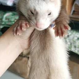 安哥鲁雪貂绍兴专卖店:上海城区嘉定区江桥附近