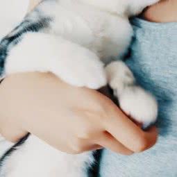 八旗猫舍·美短布偶:北京城区西城区德外大街附近