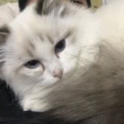 月光猫玩偶猫舍:上海城区嘉定区江桥附近