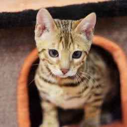 上海美银豹·孟加拉豹猫猫舍:上海城区嘉定区马陆镇附近