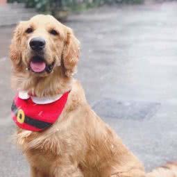 维康宠物生活馆:上海城区嘉定区丰庄附近