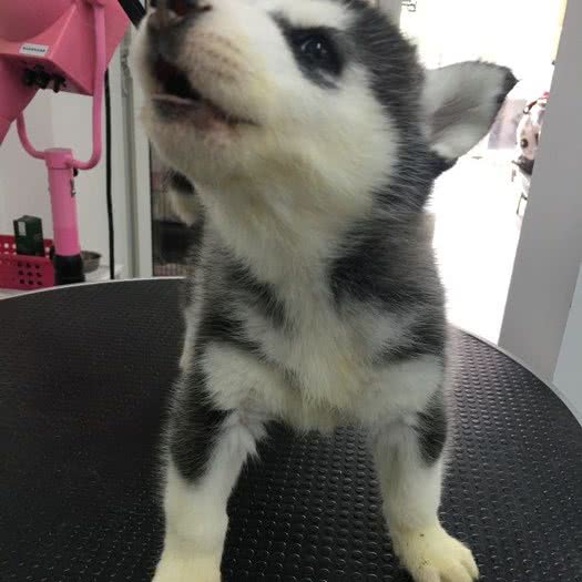 娇娇宠物 Pet Shop:上海城区嘉定区丰庄附近