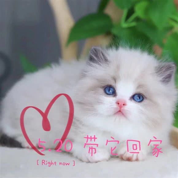 扣扣熊宠物生活馆丶CFA猫舍(同普路店):上海城区嘉定区丰庄附近