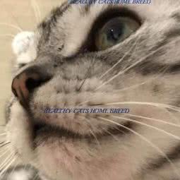 健康猫咪:北京城区西城区德外大街附近