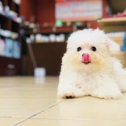 宠宠欲动宠物饭店:上海城区嘉定区嘉定新城附近