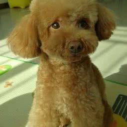 名友宠物:北京城区海淀区四季青附近