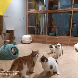 有猫猫咪生活馆·撸猫·猫咪洗护·猫咪旅店:上海城区嘉定区嘉定新城附近