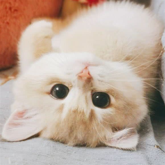 芒果名猫舍*布偶缅因金渐层矮脚猫:上海城区嘉定区嘉定新城附近