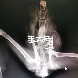 艾文宠物诊所:上海城区嘉定区嘉定新城附近