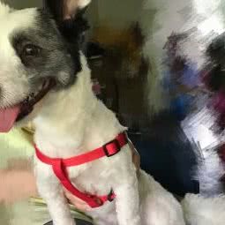 涂涂宠物之家:上海城区嘉定区安亭新源路附近