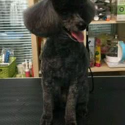 爱达吉宠物:北京城区海淀区四季青附近