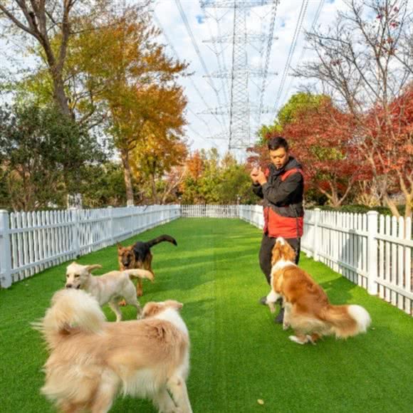 皇家宠物训练狗狗学校?犬舍萌宠专售:上海城区嘉定区安亭黄渡镇附近