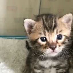 孟加拉豹猫舍:上海城区嘉定区安亭黄渡镇附近